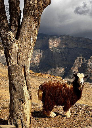 Jebel Shams (Sun mountain)